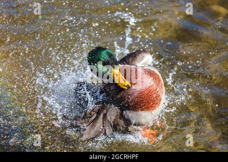 Canard colvert incroyable sur les montagnes lac Banque D'Images