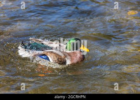 Canard colvert incroyable sur les montagnes lac Banque D'Images