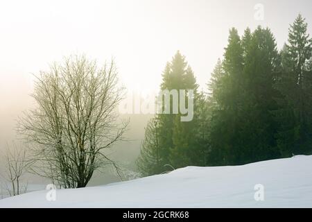 les arbres du matin s'embuent sur une colline enneigée. magnifique paysage d'hiver par temps ensoleillé Banque D'Images