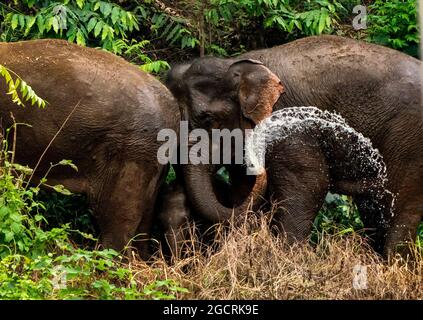 Kunming, province chinoise du Yunnan. 9 août 2021. Les éléphants d'Asie sauvages sont vus en marchant dans les forêts du comté de Yuanjiang, dans la ville de Yuxi, dans la province du Yunnan, au sud-ouest de la Chine, le 9 août 2021. Credit: Jiang Wenyao/Xinhua/Alay Live News Banque D'Images