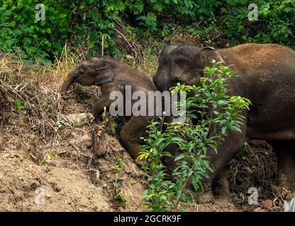 Kunming, province chinoise du Yunnan. 9 août 2021. Un éléphant d'Asie sauvage aide le bébé éléphant à monter une pente dans le comté de Yuanjiang, dans la ville de Yuxi, dans la province du Yunnan, au sud-ouest de la Chine, le 9 août 2021. Credit: Jiang Wenyao/Xinhua/Alay Live News Banque D'Images