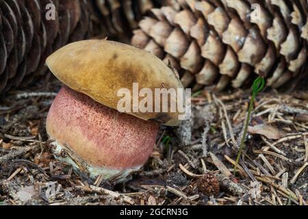 Champignon comestible Neoboletus luridiformis dans la forêt d'épinette. Connu sous le nom de bolete de scarletina. Champignon sauvage croissant dans les aiguilles. Banque D'Images