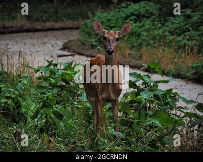 Gros plan d'un beau cerf debout près de la route dans la forêt et regardant dans la caméra Banque D'Images