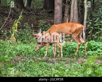 Gros plan d'une mère et d'un bébé cerf paître dans la forêt, Ernie Miller nature Centre, Olathe Banque D'Images