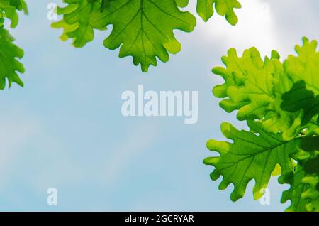 Jeunes feuilles de chêne vert frais sur fond bleu ciel. Copier l'espace Banque D'Images