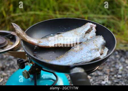 Norway Outdoor Dinner - Coalfish fraîchement pêché friture sur une poêle à gaz de camping. Banque D'Images