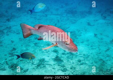 poissons rouges et eau sur l'île de santo à vanuatu Banque D'Images