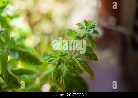 Plante de basilic vert en fleur toujours de gros plan Banque D'Images