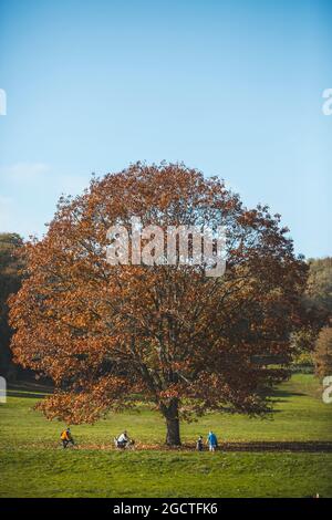 Les gens passent un arbre dans les couleurs de l'automne à Ashton court Estate, Bristol. Banque D'Images