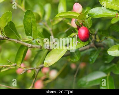 Karonda fruit, Carissa carandas L. Karanda; Carunda; l'épine du Christ, Apocynaceae arbre qui fleurit dans le jardin sur un arrière-plan flou de la nature Banque D'Images