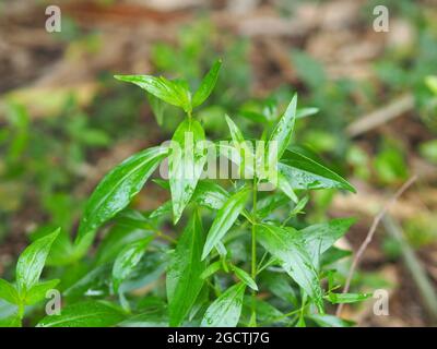 Roi des amers nom scientifique Andrographis paniculata Burm, Wall. Ex Nees, Fah Talai jhon, les herbes thaïlandaises soulagent le mal de gorge, réduisent la fièvre, chauffent le Banque D'Images