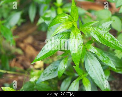 Roi des amers nom scientifique Andrographis paniculata Burm, Wall. Ex Nees, Fah Talai jhon, les herbes thaïlandaises soulagent le mal de gorge, réduisent la fièvre, chauffent le Banque D'Images