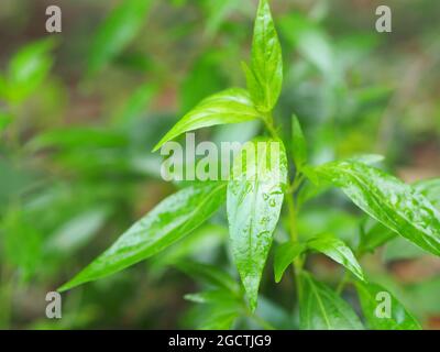 Roi des amers nom scientifique Andrographis paniculata Burm, Wall. Ex Nees, Fah Talai jhon, les herbes thaïlandaises soulagent le mal de gorge, réduisent la fièvre, chauffent le Banque D'Images