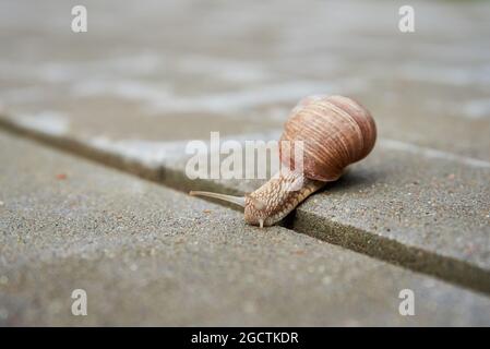 Burgundi escargot rampant sur la route asphaltée. Gros mollusque avec coquille, gros plan Banque D'Images