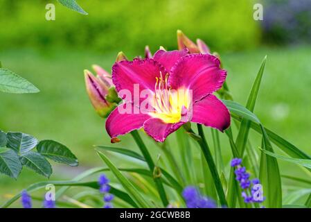 Gros plan d'une tête de fleur rouge foncé de l'Hemerocallis poussant dans un jardin anglais Banque D'Images
