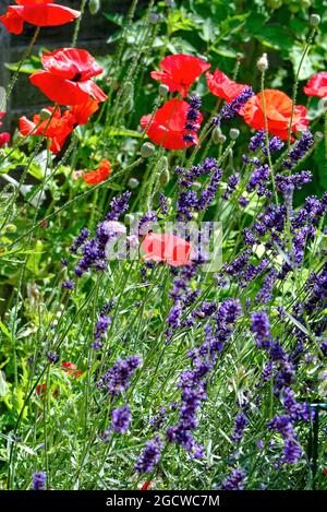 Coquelicots rouges, paver poussant dans un jardin de campagne anglais Banque D'Images