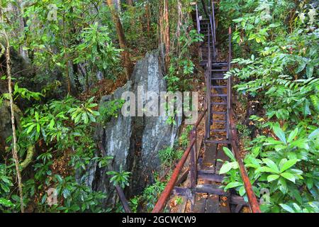 Sentier de randonnée dans la jungle à Palawan Island, Philippines. Forêt tropicale karstique. Banque D'Images