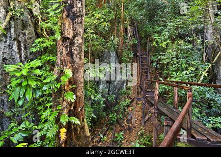 Sentier de randonnée dans la jungle à Palawan Island, Philippines. Forêt tropicale karstique. Banque D'Images