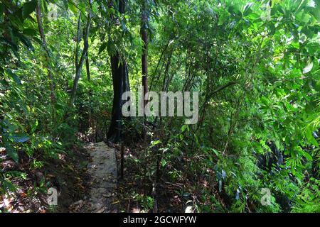 Sentier de randonnée dans la jungle à Palawan Island, Philippines. Forêt tropicale karstique. Banque D'Images