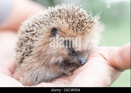 la main d'un homme tient un mignon petit hérisson sauvage. sauvetage et soin des animaux, protection de l'environnement. concept rustique et de la nature Banque D'Images