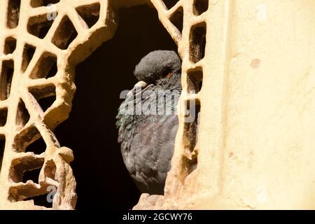 JAIPUR, INDE - 24 mai 2021 : un Pigeon perché dans un trou d'une fenêtre en latte cassée dans les ruines d'un ancien bâtiment dans la ville de Jaipur à Rajastha Banque D'Images