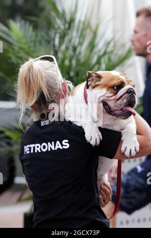 Un des chiens de Lewis Hamilton (GBR) Mercedes AMG F1 a été transporté à travers le paddock. Grand Prix des États-Unis, jeudi 20 octobre 2016. Circuit of the Americas, Austin, Texas, États-Unis. Banque D'Images