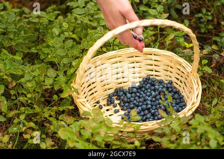 Fille cueillant des bleuets mûrs frais biologiques avec les mains et un panier en osier dans les bois en été Banque D'Images