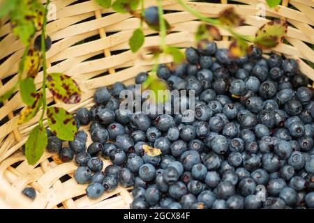 Bleuets mûrs frais biologiques dans un panier en osier avec des feuilles vertes, gros plan Banque D'Images