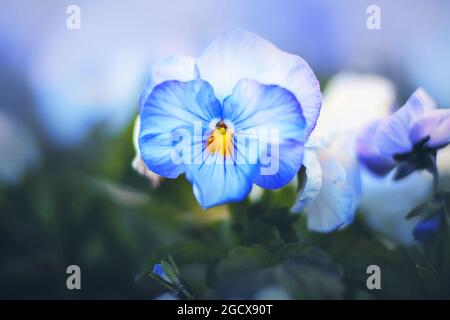 De belles fleurs parfumées de pansies bleues aux pétales délicats fleurissent sur un lit de fleurs parmi des feuilles sombres, par beau jour d'été. Nature au printemps. Banque D'Images