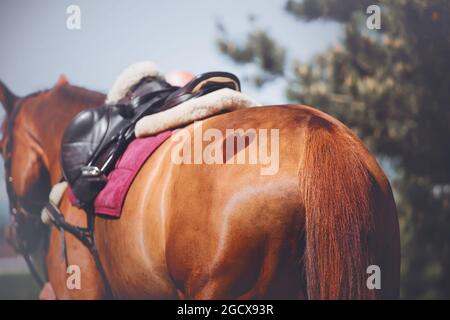 Vue arrière d'un cheval de l'étreuil avec l'image du symbole du coeur sur la bosse et avec une selle en cuir et une serrleclotte rose sur le dos par une journée ensoleillée Banque D'Images