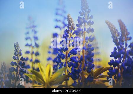 De belles fleurs lupin bleu sauvage parfumées avec des feuilles vertes poussent dans un champ contre le ciel bleu lors d'une journée d'été ensoleillée. Nature. Banque D'Images