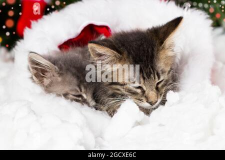 Les chats du nouvel an. 2 chatons dormant dans la chaussette du Père Noël. Belle carte de Noël. Banque D'Images