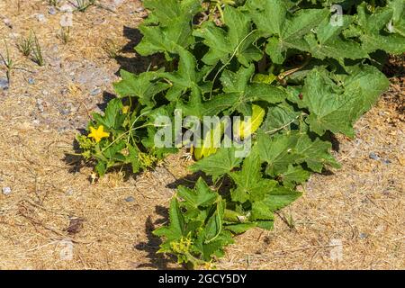 Cucumis sativus, usine de concombre en fleur Banque D'Images