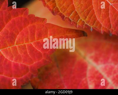 Gros plan de belles feuilles rouges patron des bourgeons sur la branche de l'arbre en Autumntime. Belle hortensia fleur, gros plan horizontal photo Banque D'Images