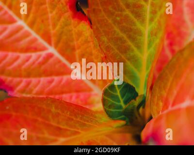 Gros plan de belles feuilles rouges patron des bourgeons sur la branche de l'arbre en Autumntime. Belle hortensia fleur, gros plan horizontal photo Banque D'Images