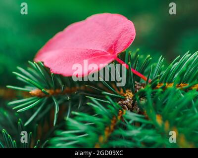 la feuille d'érable rouge repose sur la branche de l'épinette, photo horizontale rapprochée Banque D'Images