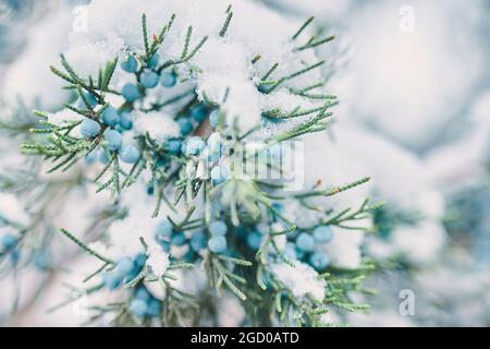 Baies de genévrier dans la neige. Bague de cyprès de conifères. Épinette canadienne par temps neigeux. Nouvel an et concert de Noël pour cartes postales et affiches. Gros plan. Banque D'Images