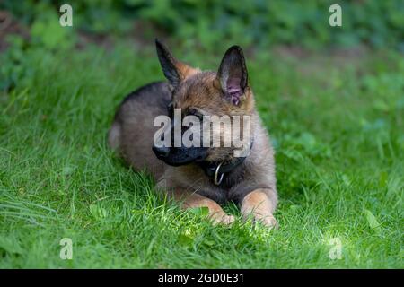 Portrait d'un chien de berger allemand de huit semaines, allongé sur un fond d'herbe verte. Couleur de sable, race de ligne de travail Banque D'Images