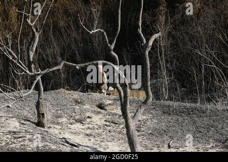 Vaste arson près de la ville de Gangi dans la province de Palerme en Sicile. De nombreuses cultures de champs agricoles et de bois brûlé, de voitures d'agriculteurs et même d'animaux de reproduction brûlés par les flammes. Banque D'Images