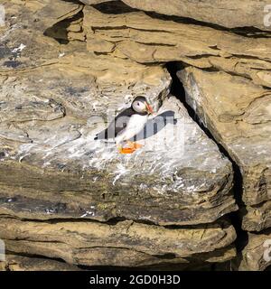 Lone Atlantic Puffin, île de Birsay, Orkney, Écosse Banque D'Images