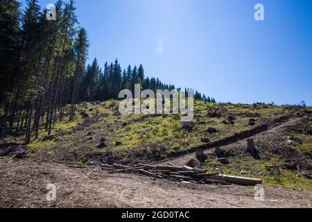 Déforestation dans les montagnes Hasmas, Roumanie Banque D'Images