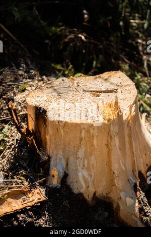 Un arbre de taille réduite de gros plan Banque D'Images