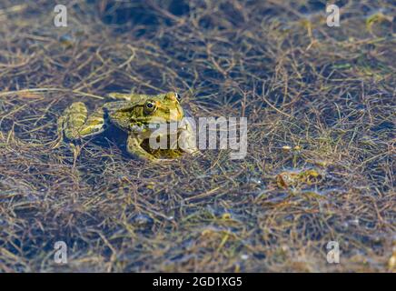 Grenouille assise dans l'herbe de l'étang et regardant la caméra Banque D'Images