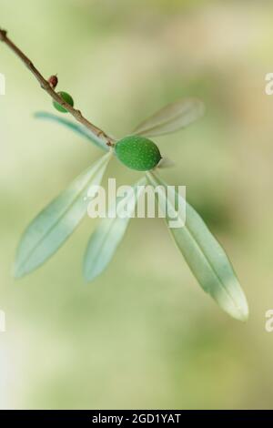 Gros plan de fruits d'olive verts sur une branche d'olivier Banque D'Images