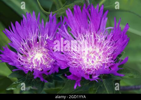 Stockesia (Stokesia laevis). Appelé Stokes aster également. Banque D'Images