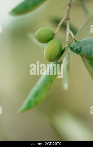 Gros plan de fruits d'olive verts sur une branche d'olivier Banque D'Images