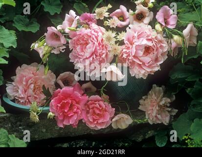 botanique, pivoines, roses et Eustoma grandiflorum encore la vie sur une étagère en pierre dans le jardin, DROITS-SUPPLÉMENTAIRES-AUTORISATION-INFO-NON-DISPONIBLE Banque D'Images