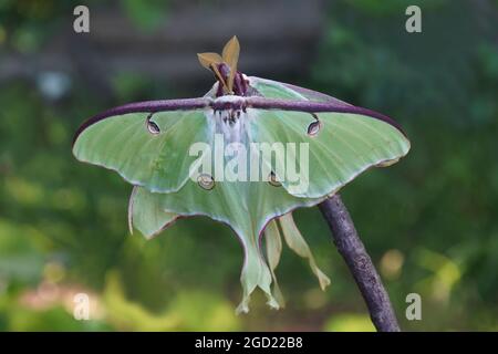 Luna Moth (Actias luna). Accouplement mâle et femelle Banque D'Images