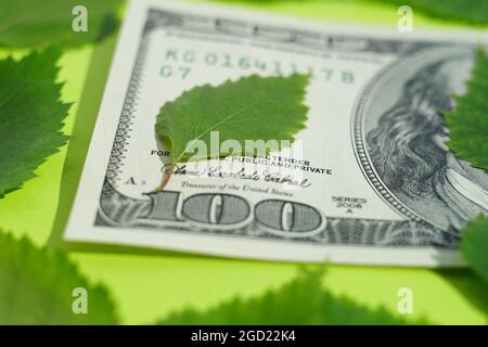 Facture de cent dollars et feuilles vertes sur la table de chaux vive. Banque D'Images