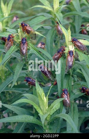 Pharaon cicada (Magicicada septendecim). Appelé également acridien de 17 ans. Banque D'Images